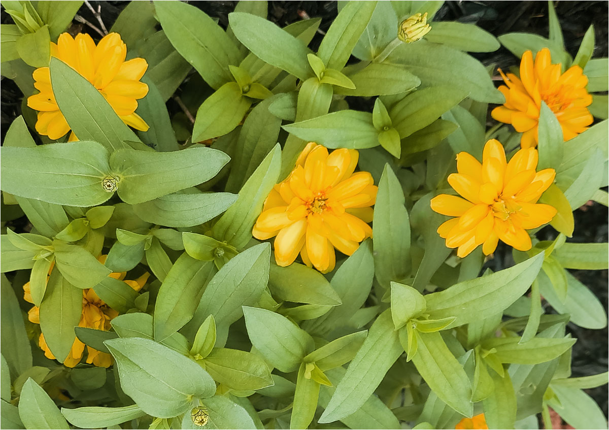 Early Zinnias